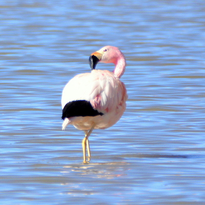 Andean Flamingo